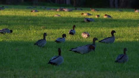 Gran-Bandada-De-Patos-De-Madera-Australianos,-Chenonetta-Jubata-Caminando-Sobre-El-Césped-De-Un-Parque-Urbano,-Forrajeando-En-El-Suelo,-Primer-Plano