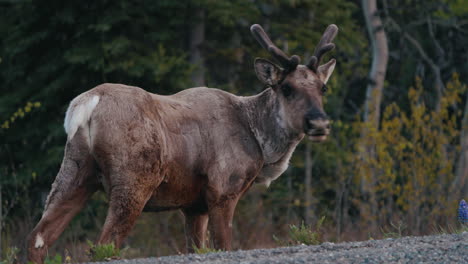 Reno-Caribú-Adulto-En-Un-Bosque-En-Los-Territorios-Del-Yukón-Cerca-De-Carcross-En-Canadá