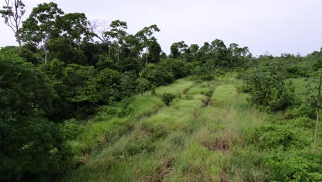 Aerial:-view-over-lush-green-jungle-rainforest-canopy,-tall-grass-with-water-and-waterways