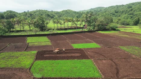 Ochsen-Pflügen-Das-Feld-Vogelperspektive-In-Konkan