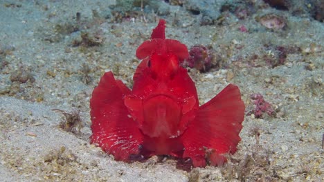 Face-shot-of-Paddle-flap-Scorpionfish-2-of-2-60fps