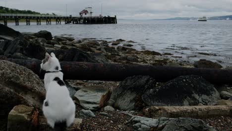 Back-View-Of-Spotted-White-Cat-Sitting-On-Shore-Of-KIlcreggan-Bay-With-View-Of-Kilcreggan-Pier-In-Distance