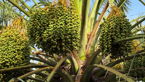 Stunning-footage-captures-raw-fruit-dates-palm-tree-during-summer-evening-sunset-in-Qeshm-Island-golden-light-illuminate-scene-Experience-beauty-tranquility-breathtaking-moment-iran-iraq-agriculture