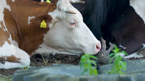 Close-up-of-a-brown-and-white-cow-resting-on-the-ground,-with-a-yellow-ear-tag,-set-against-a-backdrop-of-other-cows-and-greenery