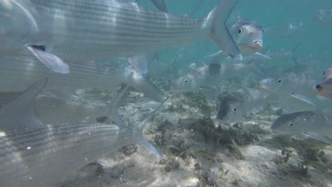 School-of-bonefish-swimming-underwater-in-clear,-shallow-ocean-waters