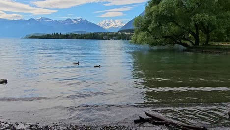 Static-shot-of-lake-Thun-in-Switzerland-with-mountains-in-background-and-ducks-swimming