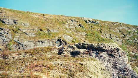 Siberian-Husky-Dog-Sitting-Over-Rugged-Terrain-Mountain-On-Sunny-Day