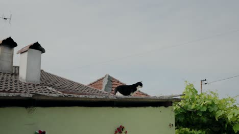 Eine-Schwarz-weiße-Katze-Läuft-Anmutig-Auf-Dem-Dach-Eines-Rustikalen-Hauses-Unter-Klarem-Himmel