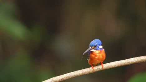 a-Blue-eared-kingfisher-jumped-into-the-pond-and-then-returned-to-perch