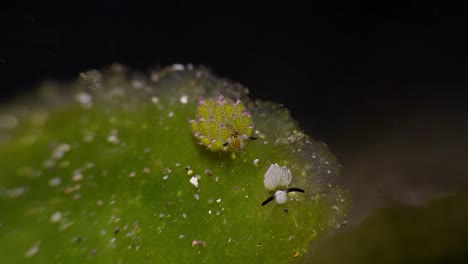 Shawn-La-Oveja-Nudibranquio-Con-Un-Juvenil,-Anilao,-Filipinas