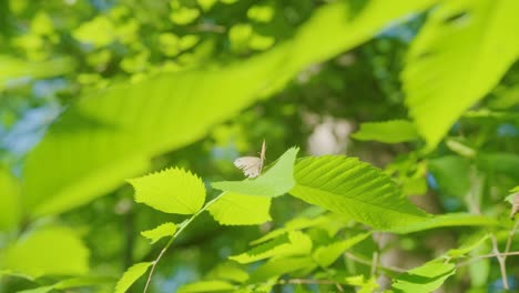 Ein-Schmetterling,-Der-Auf-Einem-Grünen-Blatt-Ruht