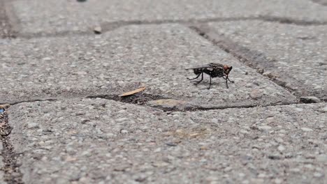 Close-up-of-hurt-big-black-fly-walking-on-stony-ground