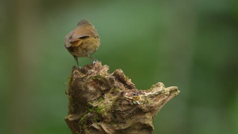 beautiful-Horsfield's-babbler-birds-jumping-on-dry,-slightly-mossy-branch