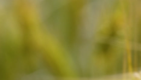 Close-up-of-a-barley-ear,-highlighting-the-detailed-texture-and-golden-hues-of-the-grain