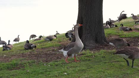 Geese-in-a-park-in-Denver