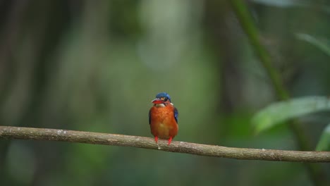 Ein-Blauohr-Eisvogel-Bewegte-Seinen-Kopf-Und-Machte-Kot