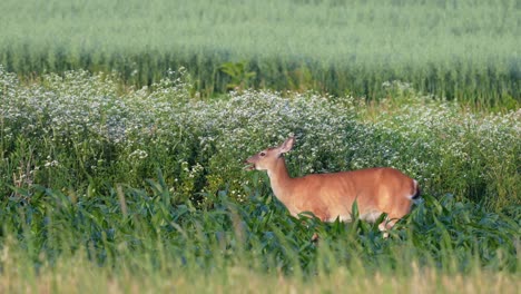 A-deer-grazing-in-a-cornfield-on-a-sunny-summer-day-as-the-wind-is-blowing