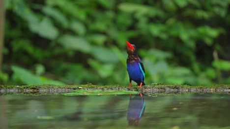 El-Pájaro-Martín-Pescador-Ajavan-Se-Encuentra-En-El-Borde-De-Un-Estanque-Mientras-Come-Orugas