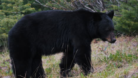 Big-American-Black-Bear-Portrait-Endemic-To-North-America,-Yukon-Territory,-Canada