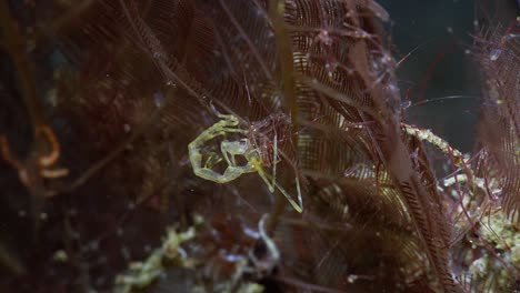 Large-yellow-Skeleton-Shrimp-protecting-it's-mate