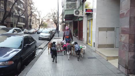 Dog-walker-with-many-pets-on-the-streets-of-Buenos-Aires-Argentina,-as-seen-from-behind,-local-traditional-job