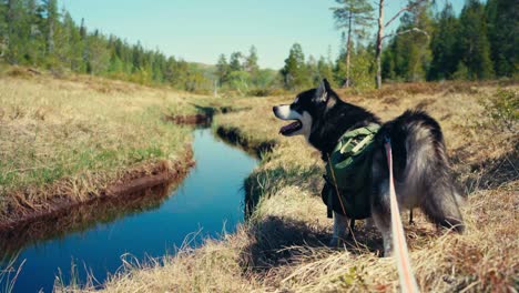 Alaskan-Malamute-Hund-Ruht-In-Der-Nähe-Des-Teiches-Im-Wald---Weitwinkelaufnahme