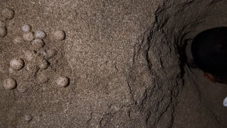 wonderful-remarkable-scene-environmentalists-carefully-take-out-hawksbill-turtle-eggs-sands-tropical-beaches-Iran-Qatar-Oman-summer-night-vital-conservation-effort-protect-preserve-endangered-species