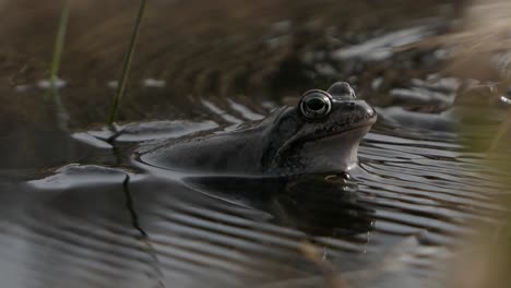 Two-frogs-meeting-in-pond-water,-mating-call-and-encounter,-other-frog-moving-away,-close-up