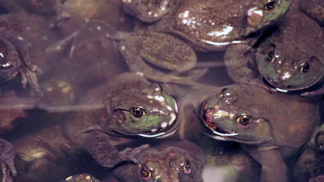 Ranas-Comestibles-Vivas-En-El-Mercado-Húmedo-De-Chinatown.