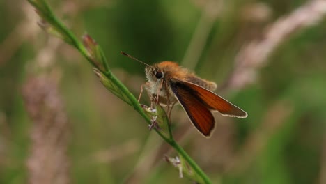 Ein-Kleiner-Dickkopffalter,-Thymelicus-Sylvestris