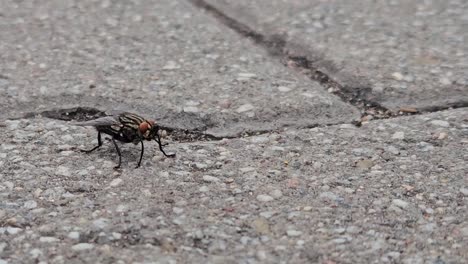 Camera-moving-right-close-up-following-a-black-fly-with-red-eyes-walking-on-ground