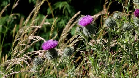 Thistle-flowers-growing-amongst-grass.-Summer.-Wales