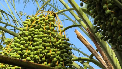 Impresionantes-Imágenes-En-Primer-Plano-De-Una-Palmera-Datilera-Verde-Que-Muestran-Detalles-Intrincados-De-Una-Planta-Icónica-En-El-Medio-Oriente-Resaltan-La-Vibrante-Belleza-Y-El-Significado-Agrícola-De-Las-Palmeras-Datileras-En-Asia,-Irán.