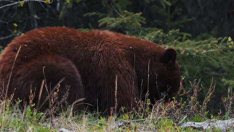 Grizzlybär-Mit-Braunem-Blondhaar-In-Der-Nähe-Von-Carcross-Wilderness,-Yukon-Territorium,-Kanada-Gesichtet