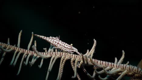 Crinoid-Shrimp-on-a-crinoid,-Anilao,-Philippines-1-of-3-60fps