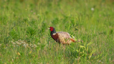 A-ring-necked-pheasant-walking-in-a-grassy-field-on-a-warm-sunny-summer-day