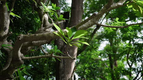 A-close-up-shot-of-a-tree-branch-with-bright-green-leaves,-set-against-a-lush,-green-forest-background