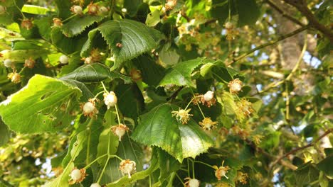 Lime-tree--flowers-and-leaves-in-dappled-shade