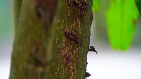 Ameisen-Krabbeln-Auf-Einem-Baumstamm