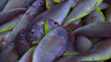 Frisch-Gefangener-Barsch-Wird-In-Fischkisten-Von-Einem-Fischerboot-Entladen,-Größter-Fischereihafen-In-Kerala