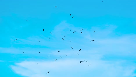 Toma-De-Establecimiento-De-Una-Gran-Bandada-De-águilas-Pescadoras-De-Pallas-Volando-Por-El-Cielo-En-Movimiento-Circular-Con-Espacio-De-Copia-En-El-Cielo-Azul