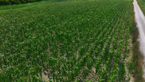 Aerial-view-circling-over-a-corn-field,-sunny-summer-day-on-the-countryside