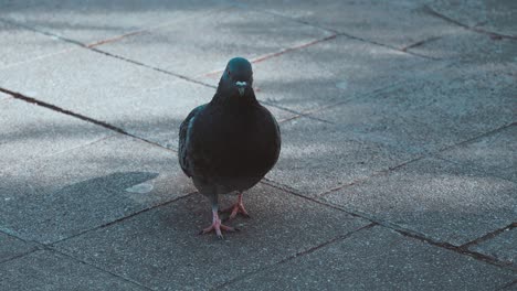 Close-up-of-pigeon-standing-on-ground-at-park-in-the-city