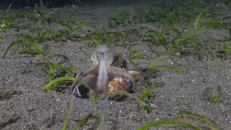 Coconut-Octopus-flashing-colors-and-walking-out-of-hole-with-many-shells,-Anilao,-Philippines