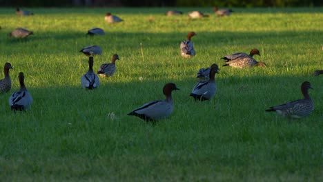 Flock-of-Australian-wood-ducks,-chenonetta-jubata-walking-on-the-grassy-lawn-of-an-urban-park,-foraging-on-the-ground,-close-up-shot