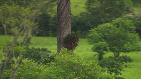 Explore-the-towering-ceiba-tree-in-a-Guatemalan-savannah-from-above