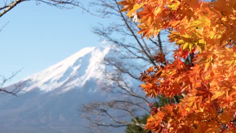 Herbstlaub-Mit-Dem-Fuji-Im-Hintergrund-An-Einem-Klaren,-Sonnigen-Tag-Fokus-Rack