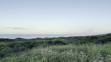 Una-Escena-Tranquila-De-Exuberantes-Campos-Costeros-En-Oahu,-Hawai,-Al-Atardecer