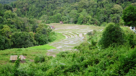 Panoramic-view-of-terraced-rice-fields-surrounded-by-dense-forest