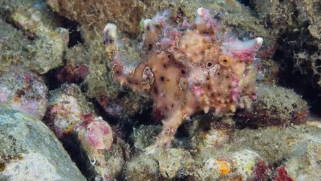 Warty-Frogfish-pink-phase,-turns-and-move-away